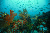 Cape Towns vibrant and colorful reefs