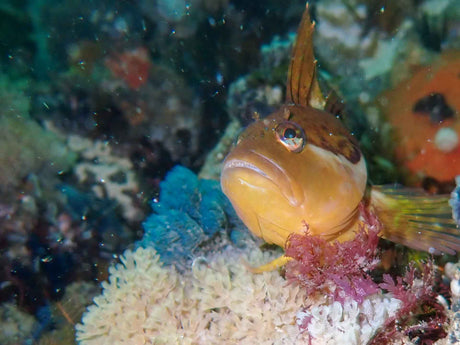 Klipvis sitting on the reef near cape point