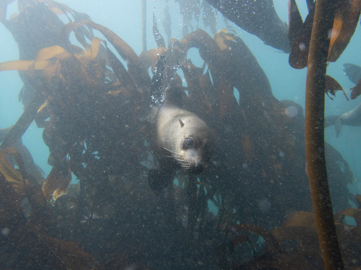 Cape Fur seal in the kelp forests in simonstown