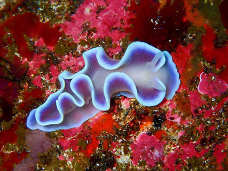 Frilled nudibranch in Cape Town