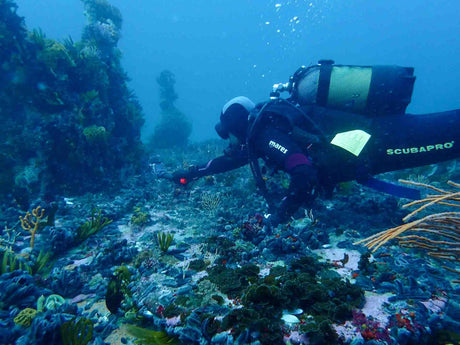 Filming the cape town reefs with a gopro while diving