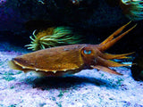 Common Cuttlefish at long beach simonstown