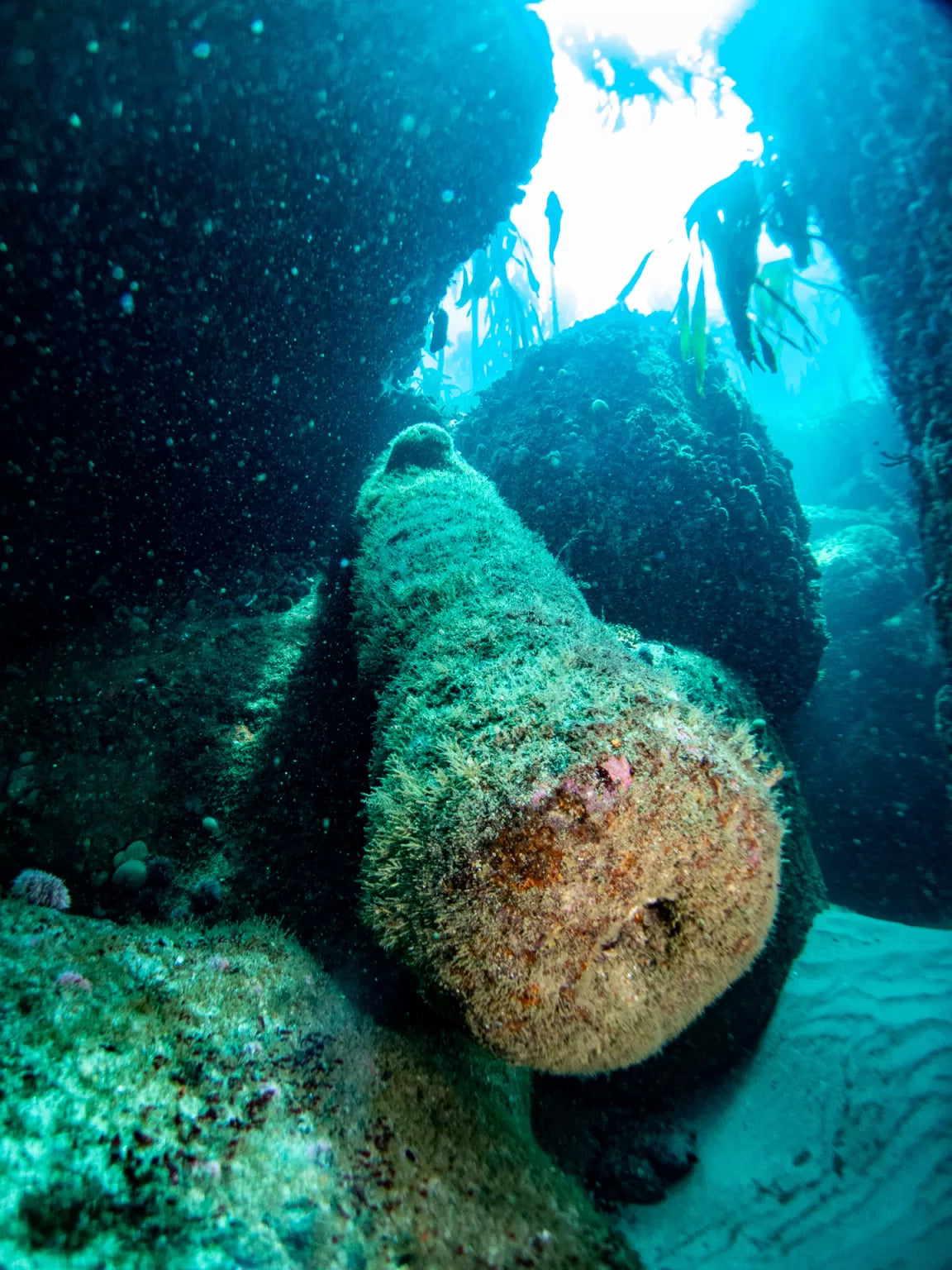 Canons on the dive site "geldkis" in cape town