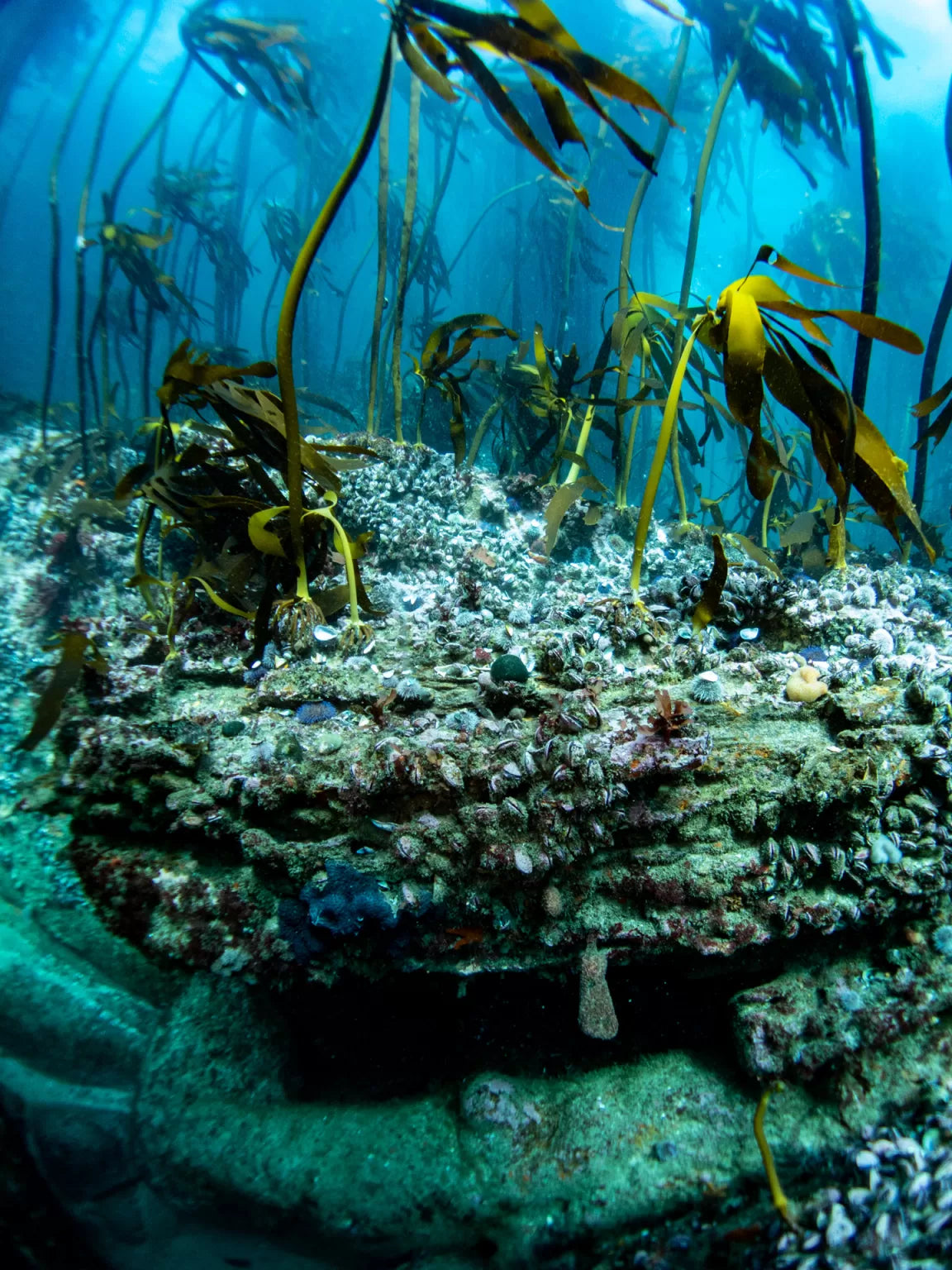 Wooden wreckage of the kraaiestein wreck in cape town