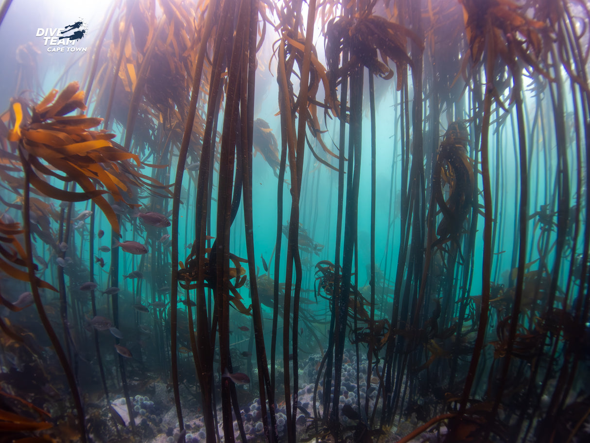 Kelp forests in cape town