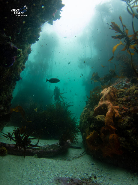 Kelp forests and reef dive in Simonstown