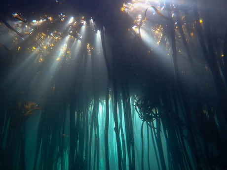 Sun shining through the kelp forests in simonstown