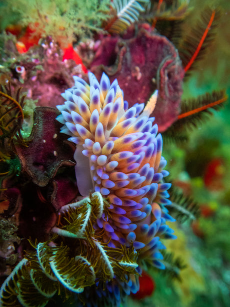 Gasflame Nudibranch in cape town