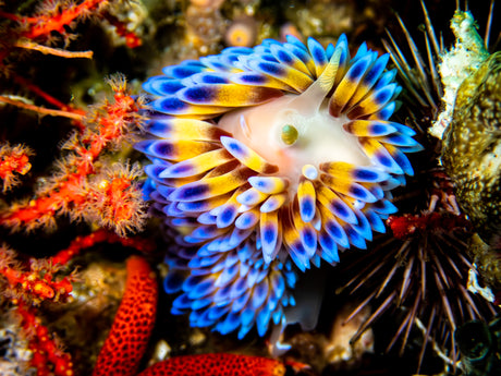 Gasflame Nudibranch in False bay