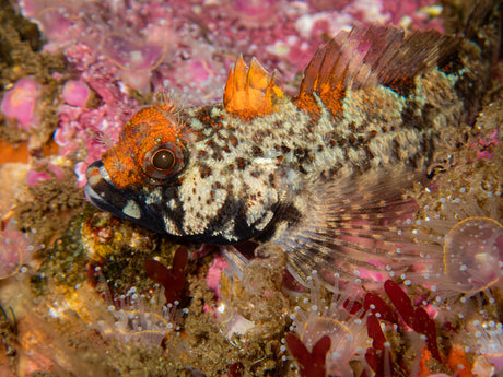 Klipvis  a common sight during any dive in cape town