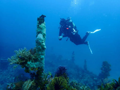 Diver on SAS Pietermaritzburg wreck