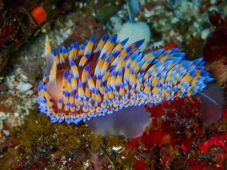 Gasflame Nudibranch