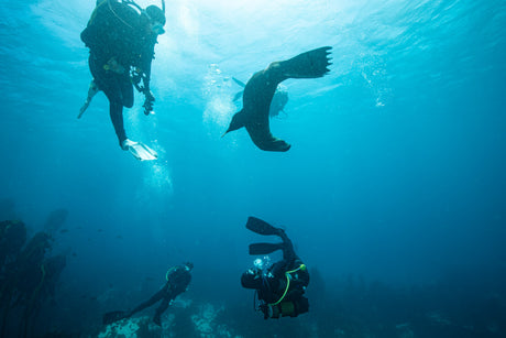 Cape fur seal playing with divers on their safety stop