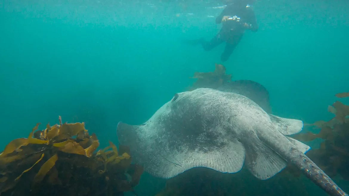 Short-Tail Stingray in kelp forest