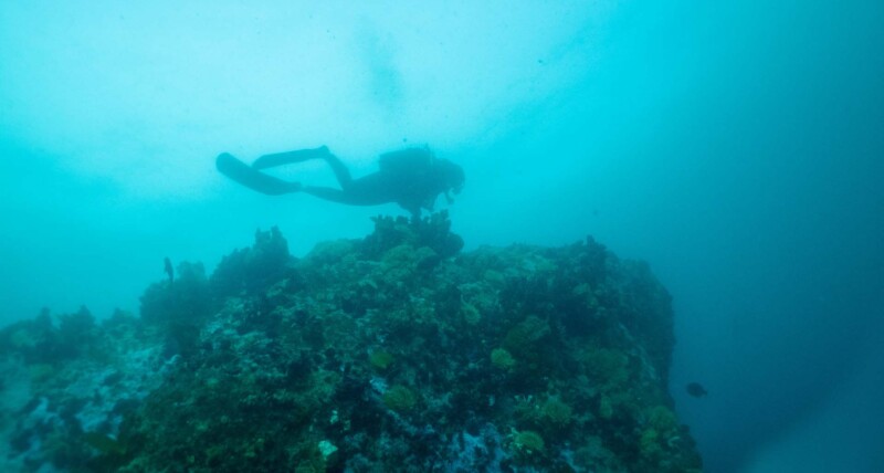 Scuba diver navigating through a dive site in cape town
