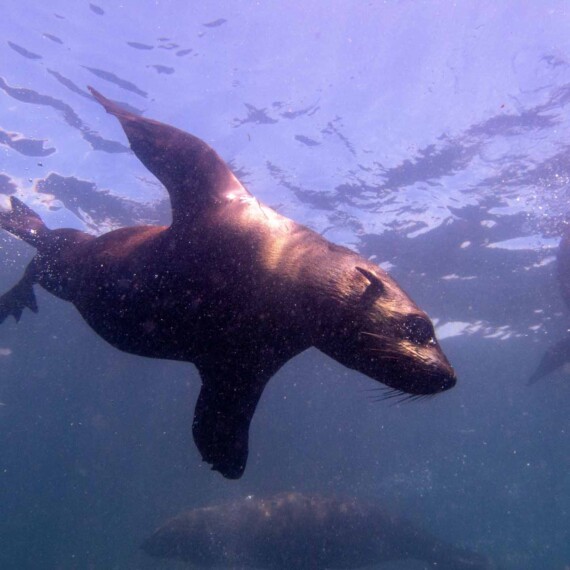Cape Fur Seals on a snorkel expedition in cape town
