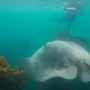 Diving with Short Tail Stingrays