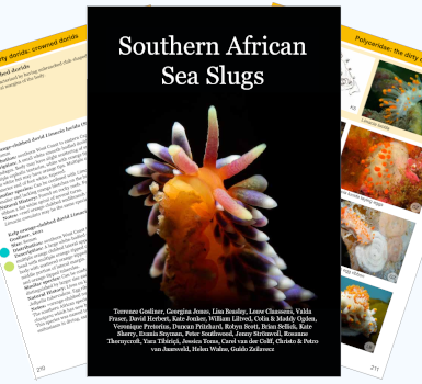 South African Sea Slugs